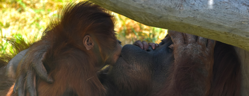 Zaujímavý život samíc primátov